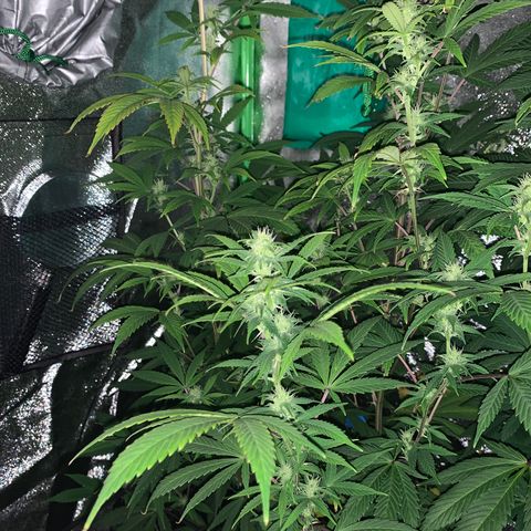 Northern Light Automatic #1 growlog timeline photo