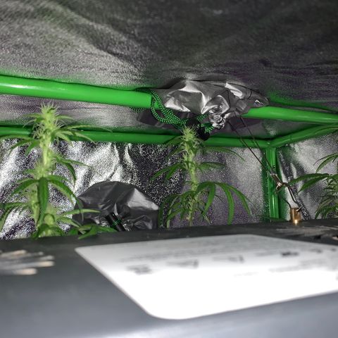 Northern Light Automatic #1 growlog timeline photo