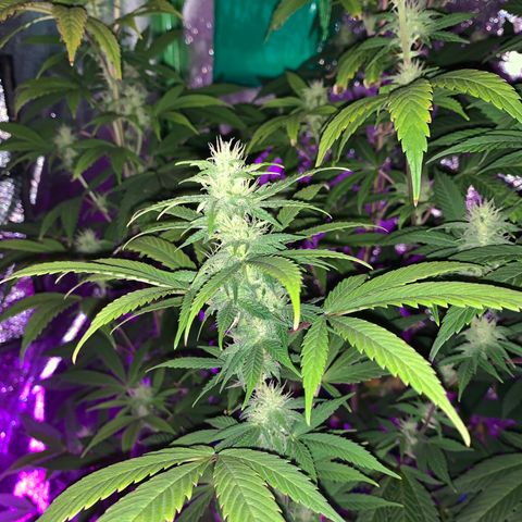 Northern Light Automatic #1 growlog timeline photo