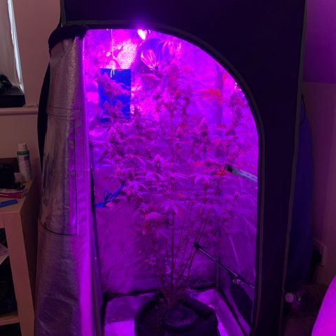 Northern Light Automatic #1 growlog timeline photo