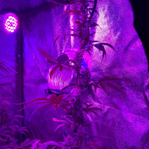 Northern Light Automatic #1 growlog timeline photo