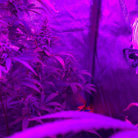 Northern Light Automatic #1 growlog timeline photo