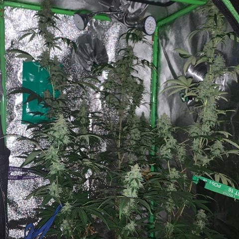 Northern Light Automatic #1 growlog timeline photo