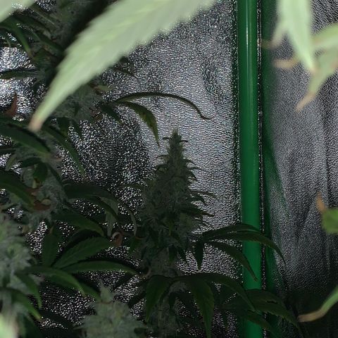 Northern Light Automatic #1 growlog timeline photo