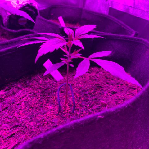 Unknown strain growlog timeline photo