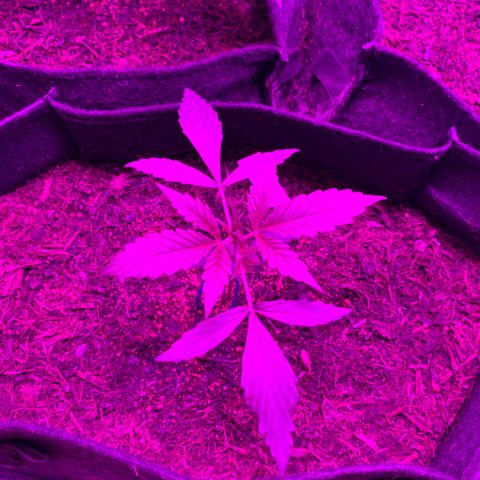 Unknown strain growlog timeline photo
