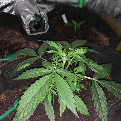 Unknown strain growlog timeline photo
