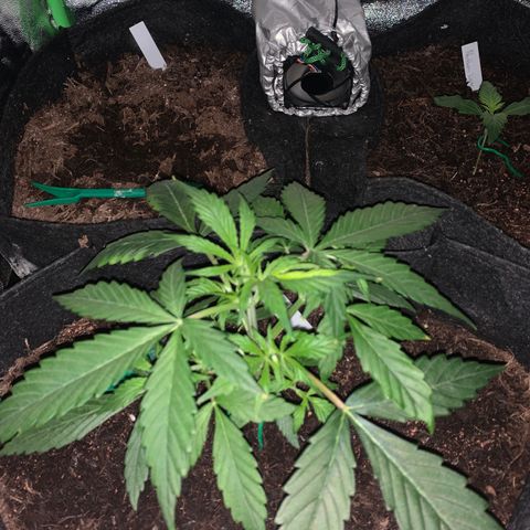 Unknown strain growlog timeline photo
