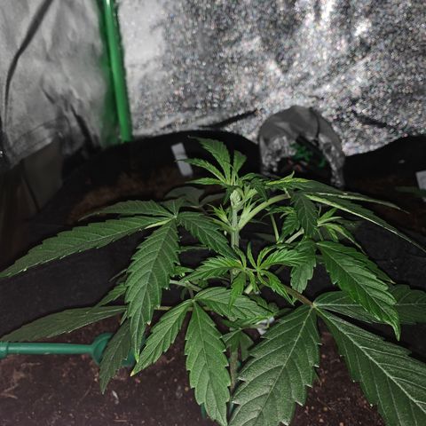 Unknown strain growlog timeline photo