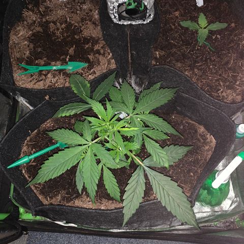 Unknown strain growlog timeline photo
