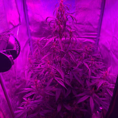 Unknown strain growlog timeline photo
