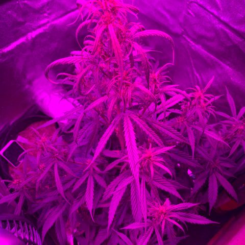 Unknown strain growlog timeline photo