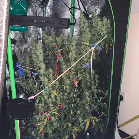 Unknown strain growlog timeline photo