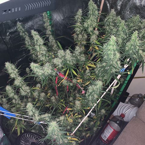 Unknown strain growlog timeline photo