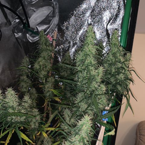 Unknown strain growlog timeline photo