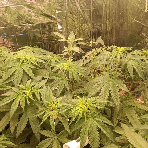 Critical Fem 1 RQS growlog timeline photo