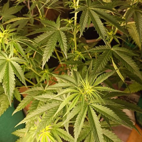 Critical Fem 1 RQS growlog timeline photo