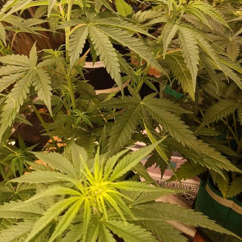 Critical Fem 1 RQS growlog timeline photo