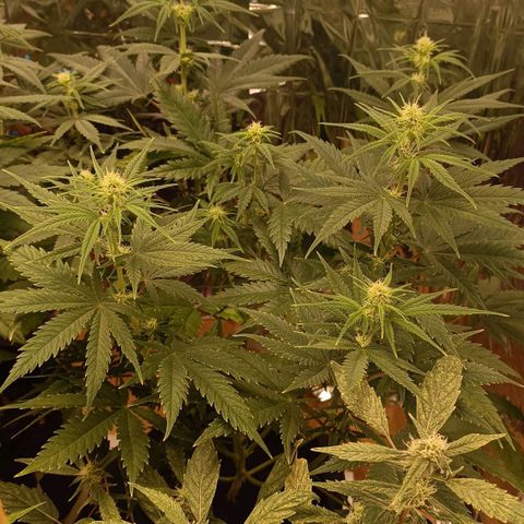 Critical Fem 1 RQS growlog timeline photo