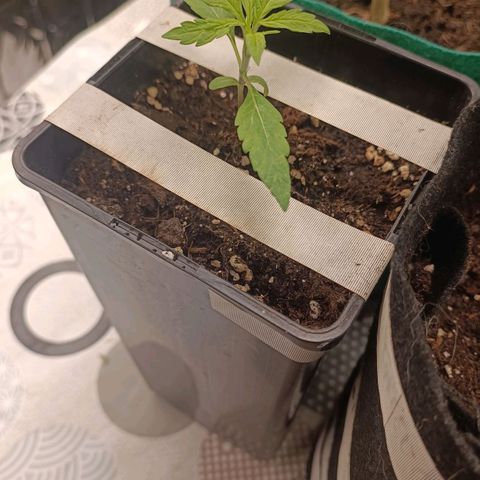Critical FEM 3 growlog timeline photo