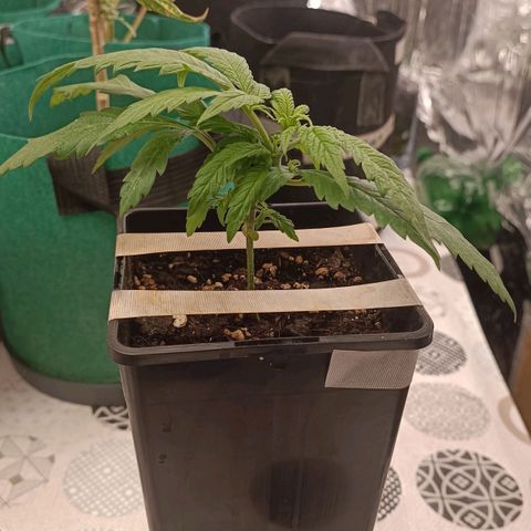 Critical FEM 3 growlog timeline photo