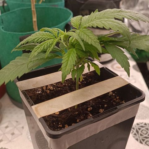 Critical FEM 3 growlog timeline photo