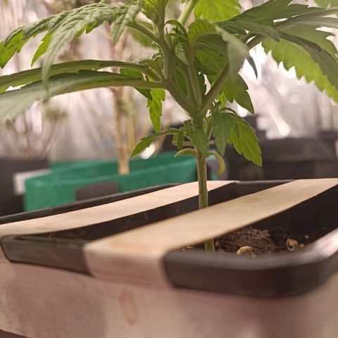Critical FEM 3 growlog timeline photo