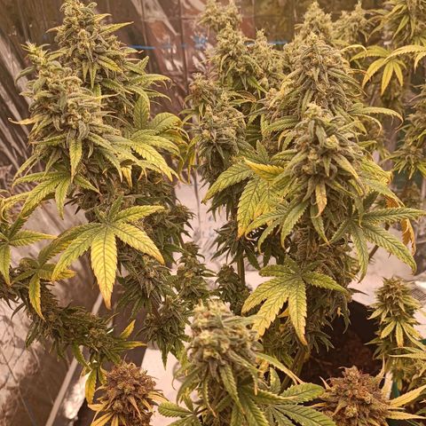 Critical Fem 1 RQS growlog timeline photo