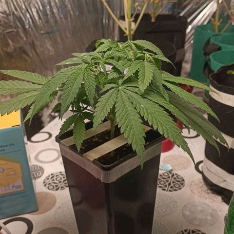 Critical FEM 3 growlog timeline photo