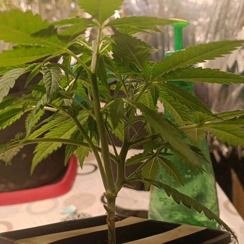 Critical FEM 3 growlog photo: Étetage x 3