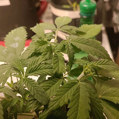 Critical FEM 3 growlog photo: Étetage x 3