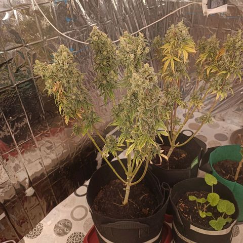 Critical Fem 1 RQS growlog timeline photo