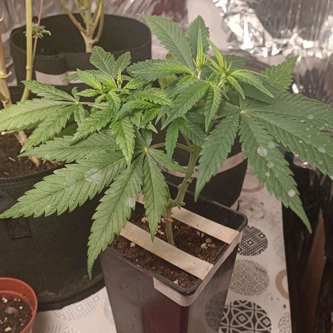 Critical FEM 3 growlog photo: Reste 2 branches  principales