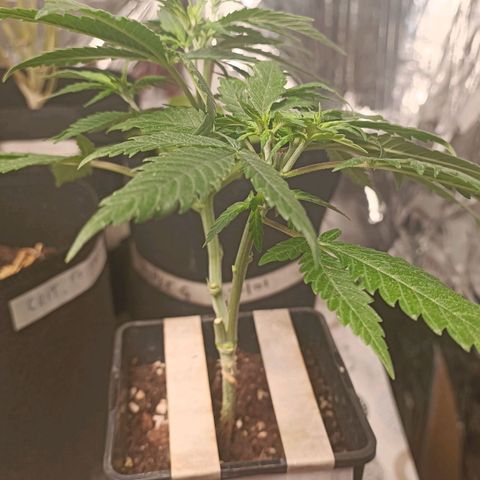 Critical FEM 3 growlog photo: Reste 2 branches  principales