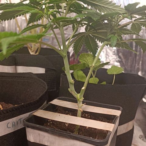 Critical FEM 3 growlog photo: Reste 2 branches  principales