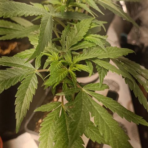Critical FEM 3 growlog timeline photo