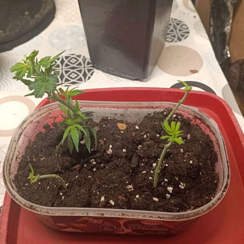 Critical FEM 3 growlog photo: 4 boutures dont 1 êtres le 30 déc.