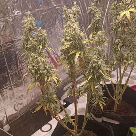 Critical Fem 1 RQS growlog timeline photo