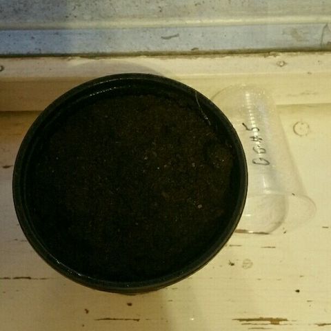 Gorilla Glue #5 growlog timeline photo