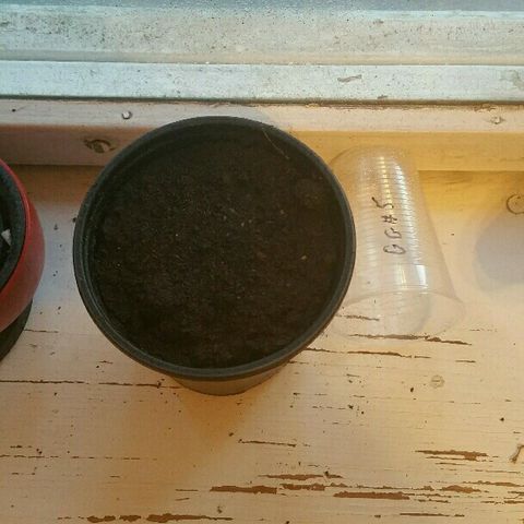 Gorilla Glue #5 growlog timeline photo