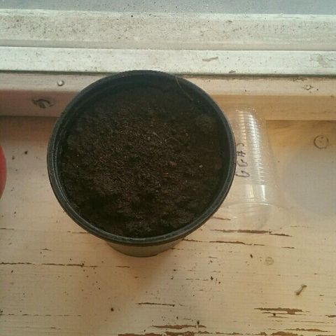 Gorilla Glue #5 growlog timeline photo
