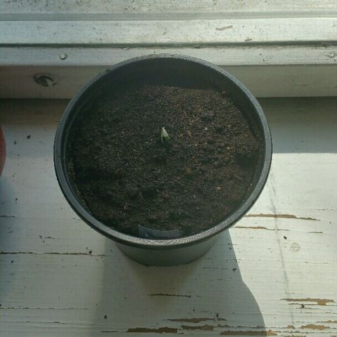 Gorilla Glue #5 growlog timeline photo