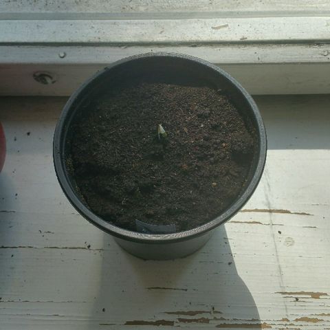 Gorilla Glue #5 growlog timeline photo