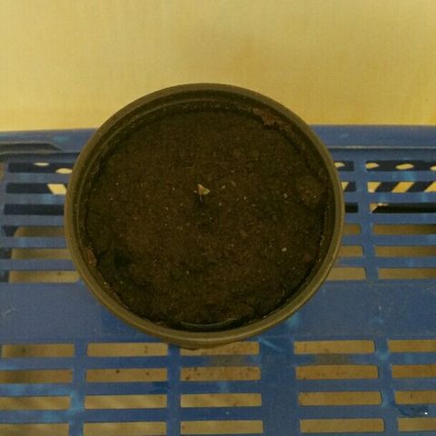 Gorilla Glue #5 growlog timeline photo