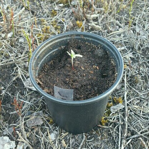 Gorilla Glue #5 growlog timeline photo