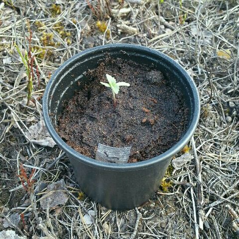 Gorilla Glue #5 growlog timeline photo