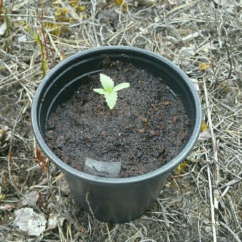 Gorilla Glue #5 growlog timeline photo