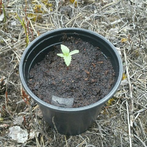 Gorilla Glue #5 growlog timeline photo