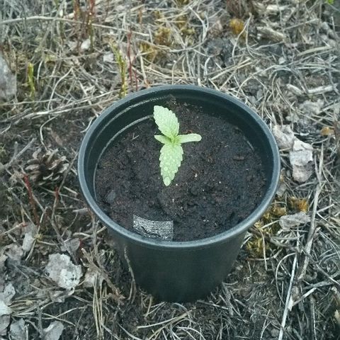 Gorilla Glue #5 growlog timeline photo