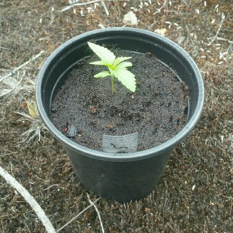 Gorilla Glue #5 growlog timeline photo